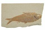 Bargain, Fossil Fish (Knightia) - Wyoming #217678-1